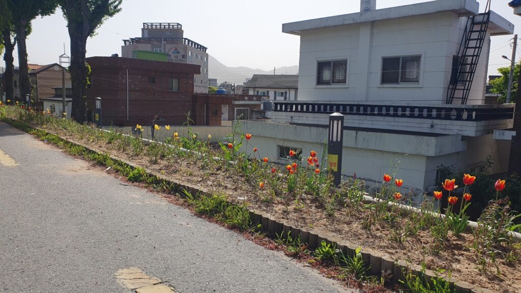 경남 밀양시 삼문동, 봄향기 가득한 가우라꽃으로 시민화단 물들여