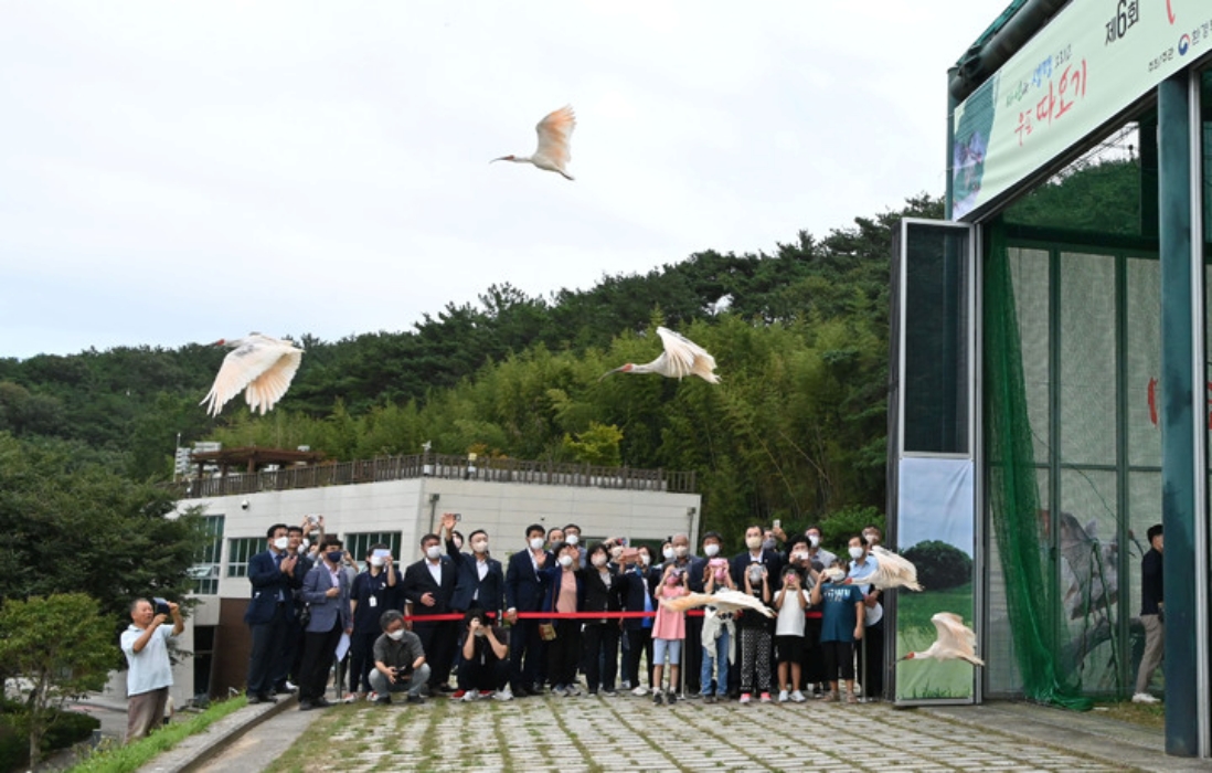 멸종위기 「따오기 30마리」, 자연으로…「2019 이후 270마리」