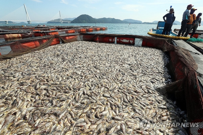 일본 원전 오염수 논란에 제때 출하 못한 우럭들, 고수온에 「떼죽음」