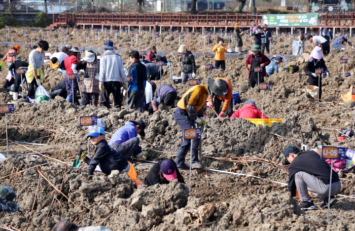경남 밀양연꽃단지, 「연근캐기 체험으로 추억을 캐다」