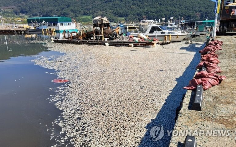 창원 진동면 해안가에 죽은「청어 떼로」떠밀려와