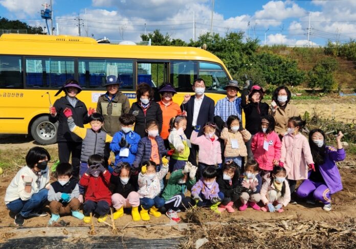 경남 밀양시 교동 꽃지기, 관내 어린이집 고구마 수확 체험학습 실시