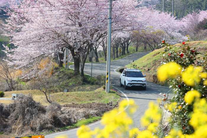 경남 고성군 대가십리벚꽃길, 경관조명으로 야경 더해진다