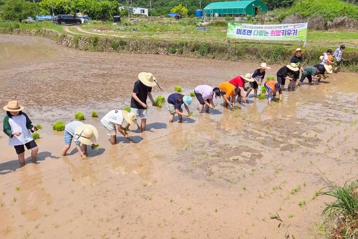 경남 남해군 미조면지사보, 미조초등학생 벼 모내기체험활동 추진