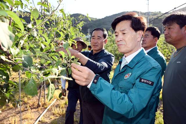 ［동정］안병구 밀양시장, 산내면「사과 우박피해 현장」방문