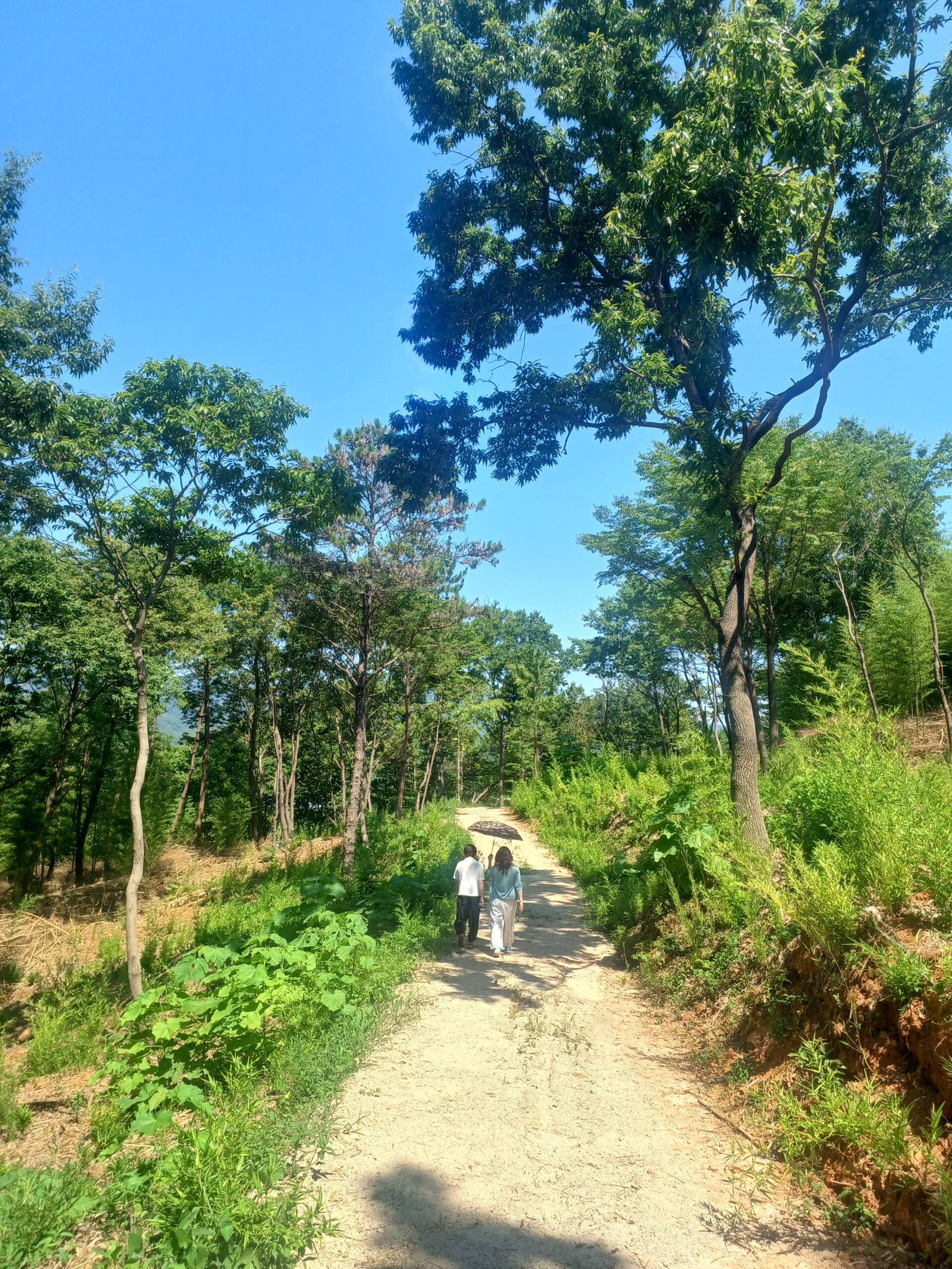 경남 고성군, 산불예방 숲가꾸기 사업으로 만림산 임도길 자연 그대로『걷기 좋은 숲길』로 재탄생