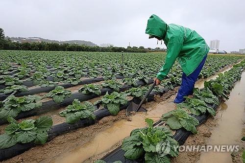 전국 곳곳 내린 「가을비」…극한 가뭄 재난사태 『강릉엔『생명비』
