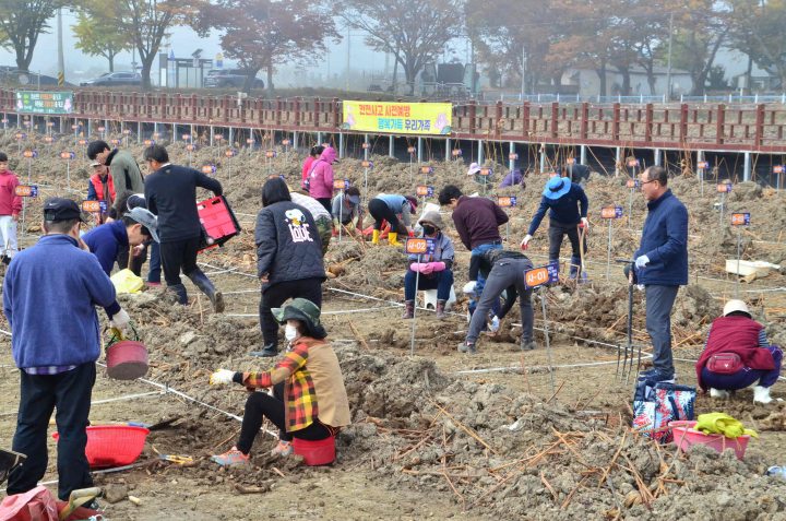 경남 밀양연꽃단지, 연근 캐기 체험행사 신청접수