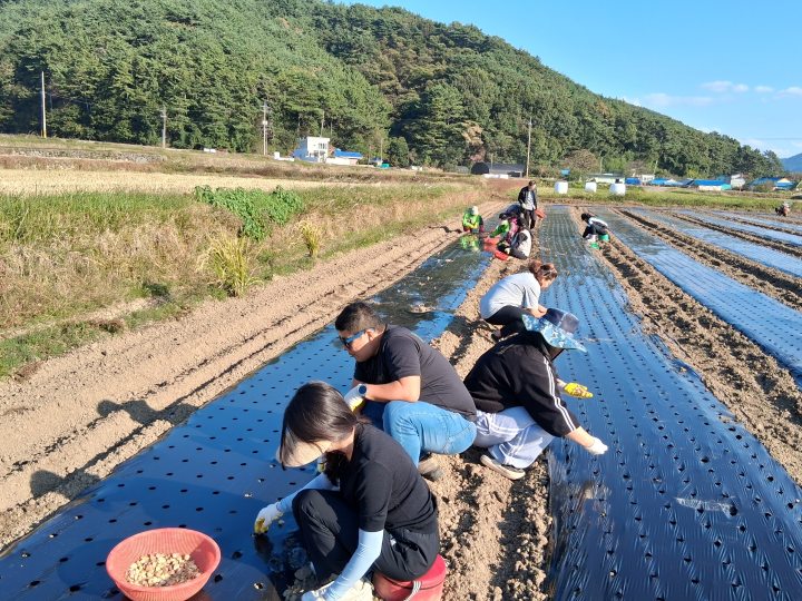 경남 고성군청 주민생활과, 가을철 농촌일손돕기에 나서