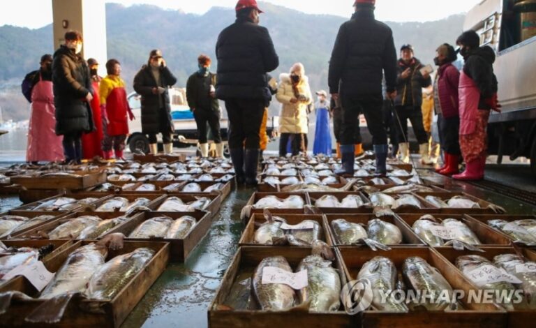 겨울 진객「대구」가 돌아왔다…진해만 대구잡이 시작