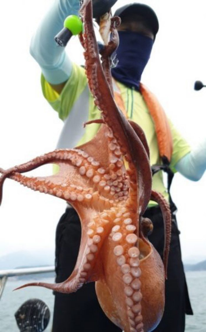 「문어 금어기 해제」, 삼천포 앞바다 전국 강태공 몰리며 본격 돌문어 시즌 개막