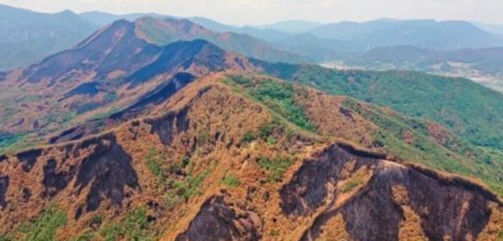 경남 밀양시, 산불로…축구장 1천개 면적에…「묘목 58만 그루」식재 복구예정