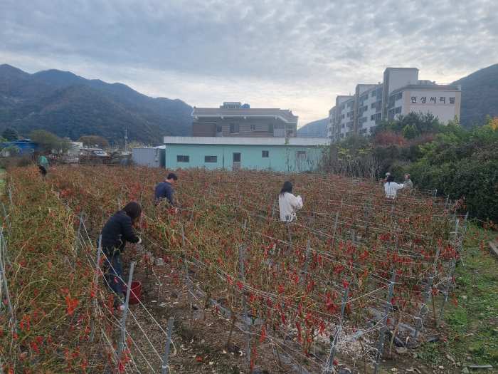 경남 고성군 기획예산담당관·상리면 가을철 농촌 일손돕기 나서