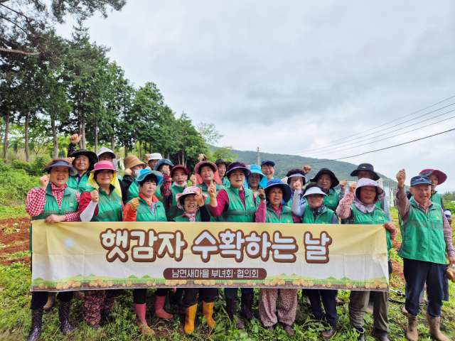 경남 남해군「남면 새마을지도자협의회·부녀회」, 사랑의 감자수확 행사