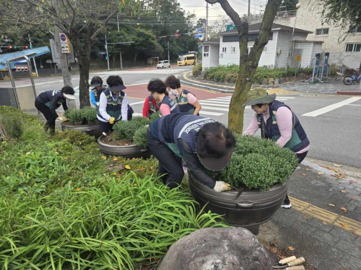밀양시 교동, 도로변 국화 식재로 가을을 품다