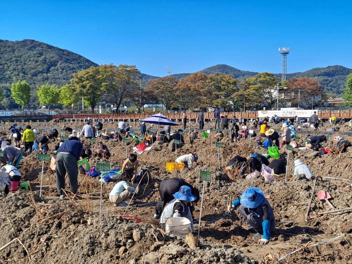 경남 밀양「연근캐기 행사」, 지역주민과 관광객 함께 웃음꽃 활짝