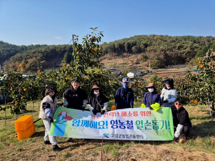 경남 고성군, 단감 수확철 맞아 농촌일손돕기 추진