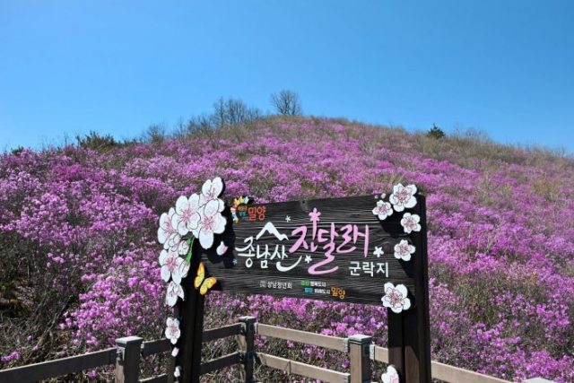 포토뉴스『진달래 만개한 밀양 종남산』