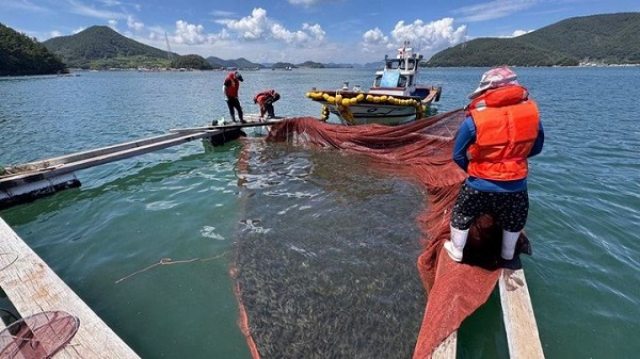 「경남 전해역에 고수온 경보 확대」…멍게 폐사 피해