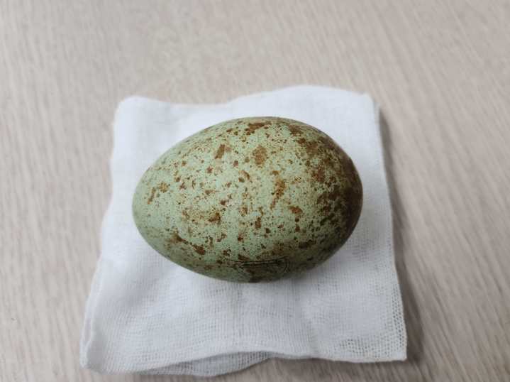 천연기념물 「창녕 우포따오기, 봄바람과 함께 첫 산란」