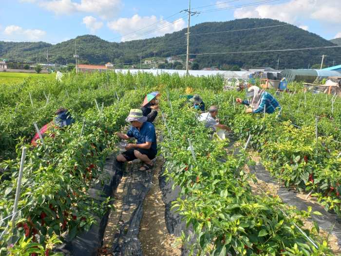 경남 고성군 대가면 평동마을 동심회원 농촌일손돕기 나서